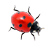 Ladybug on desktopٷ